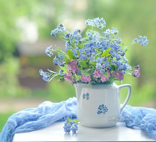 Alpine Forget Me Not Mix 